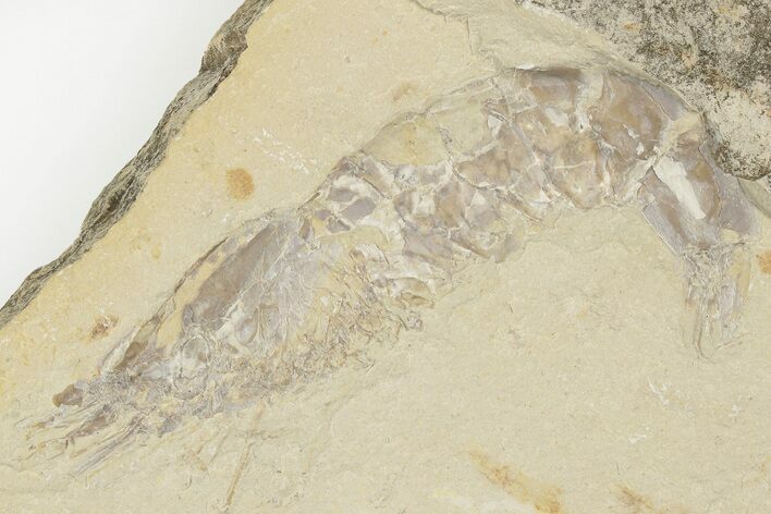 Fossil Shrimp (Carpopenaeus) With Worm - Hjoula, Lebanon #202162